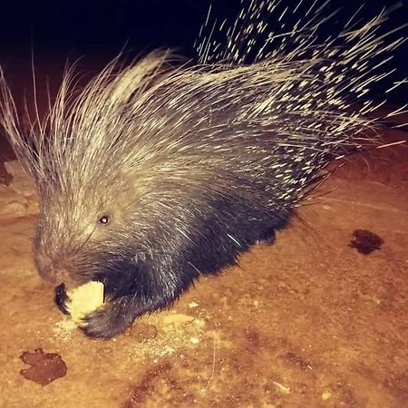 Porcupine Camp Kamanjab Otel Dış mekan fotoğraf