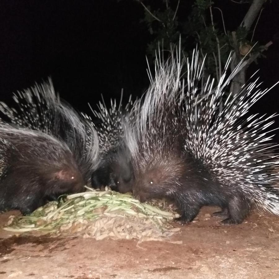 Porcupine Camp Kamanjab Otel Dış mekan fotoğraf