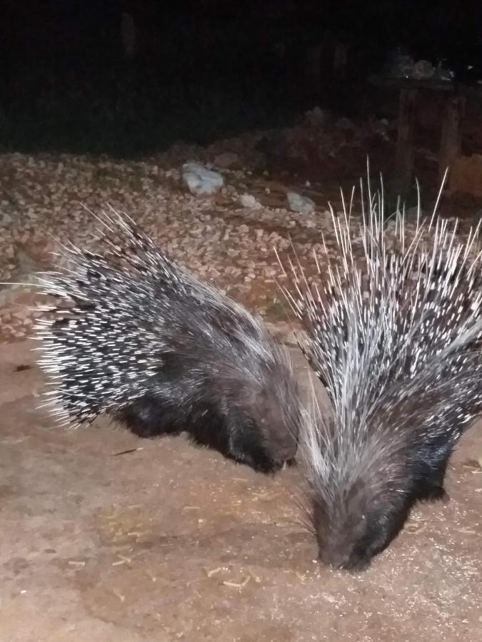 Porcupine Camp Kamanjab Otel Dış mekan fotoğraf